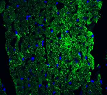 Caspase-12 Antibody (Large)