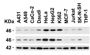 Caspase-9 Antibody