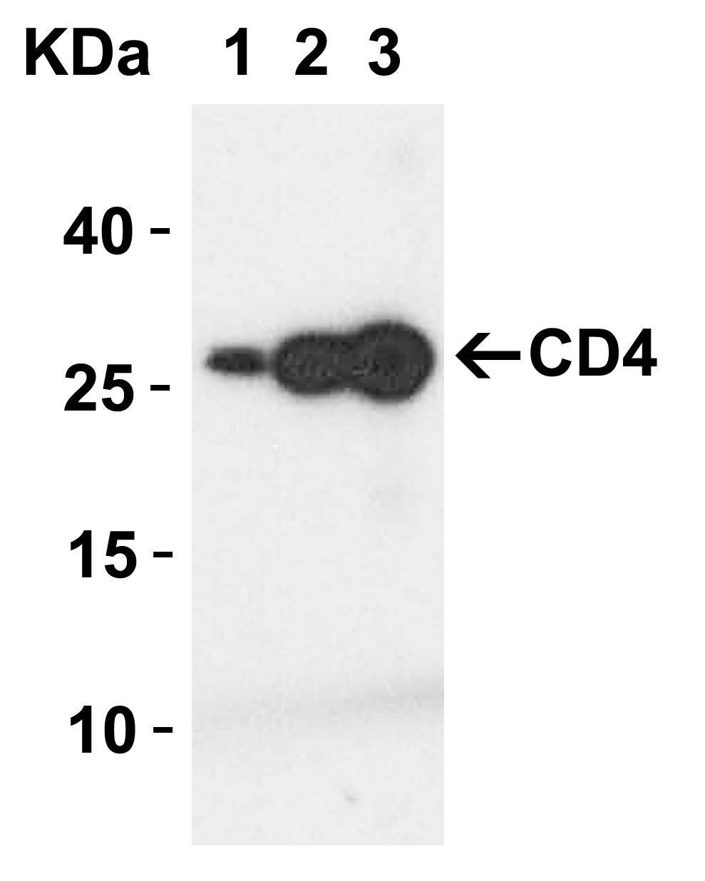 CD4 Antibody