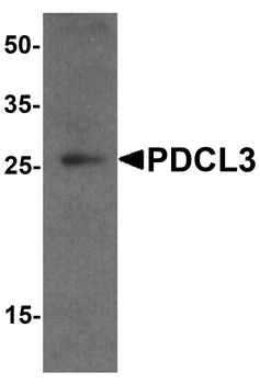 PDCL3 Antibody