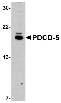 PDCD5 Antibody