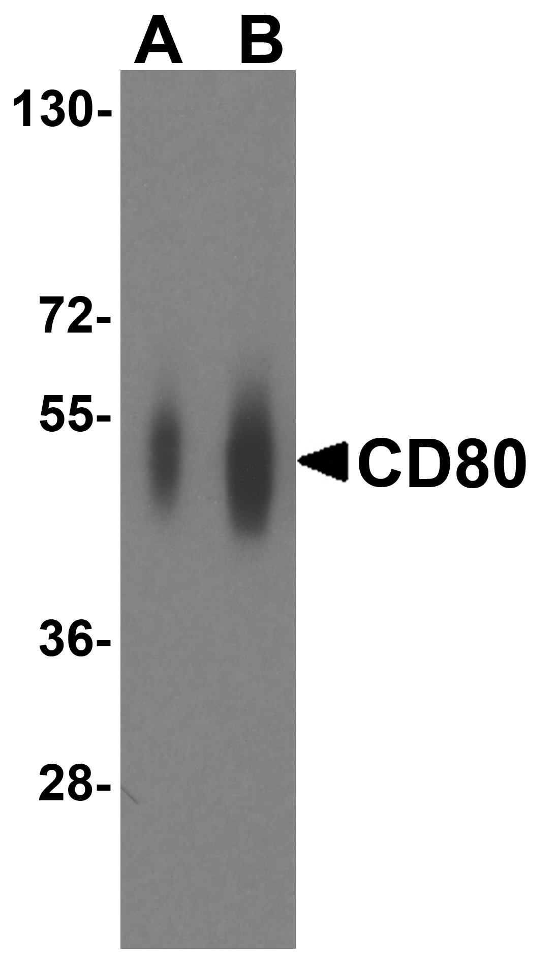 CD80 Antibody [11C12]