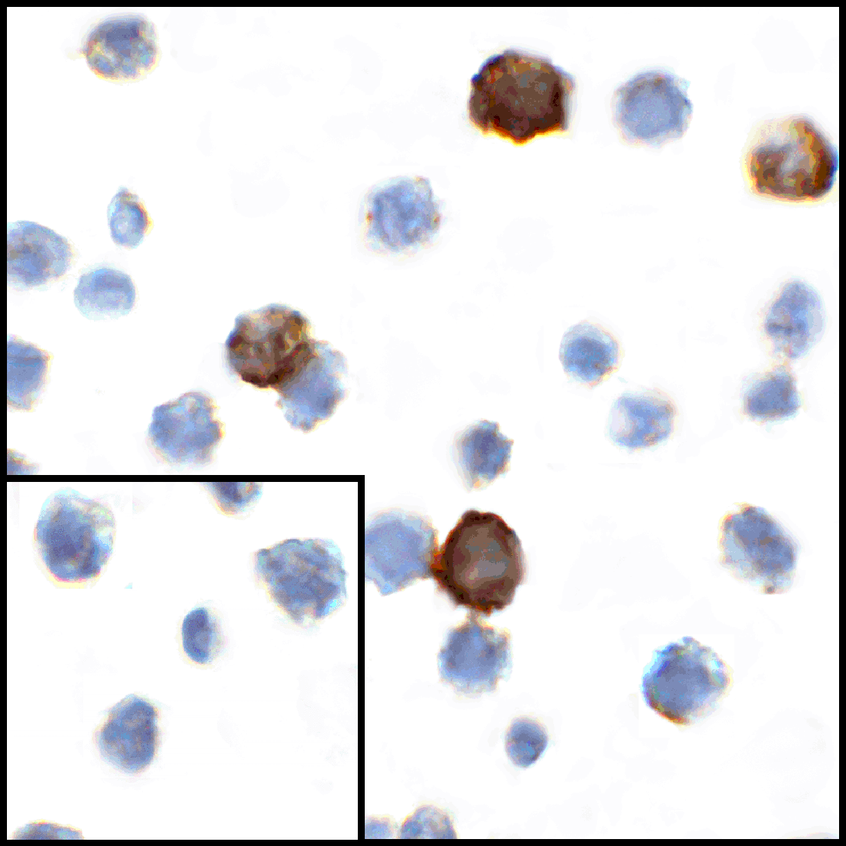 CD80 Antibody [11D1]