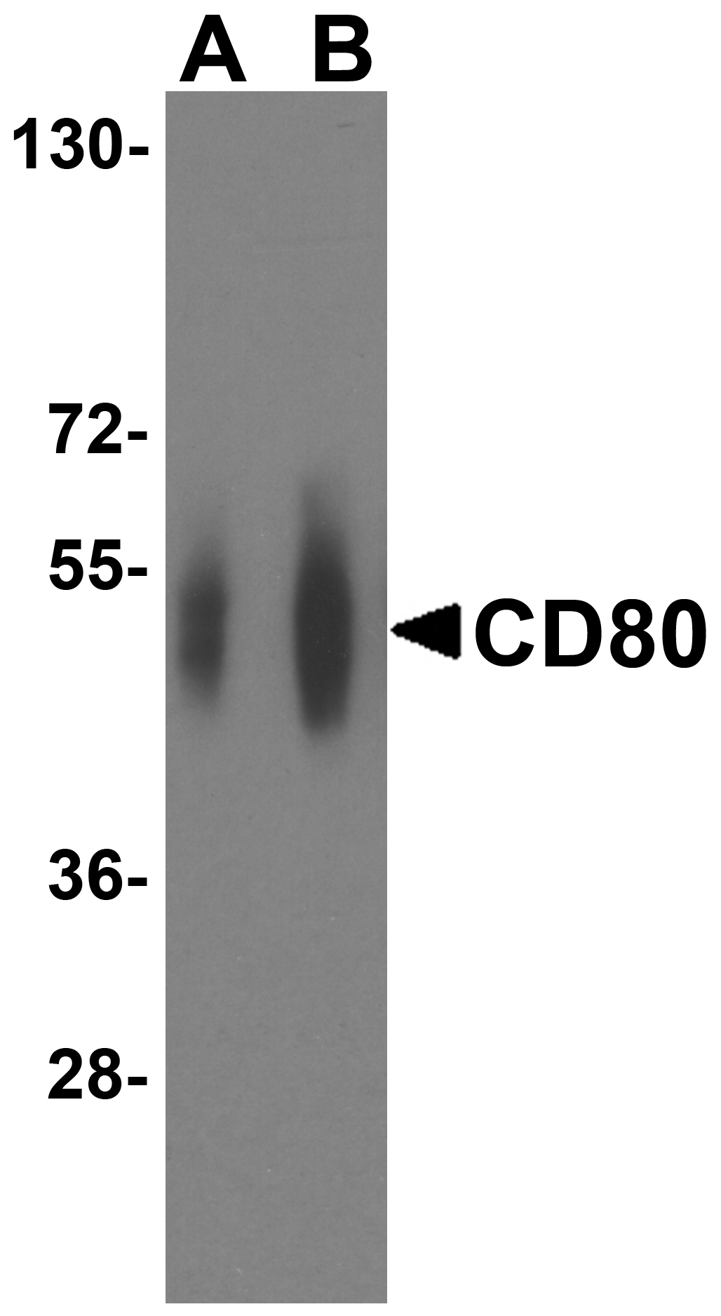 CD80 Antibody