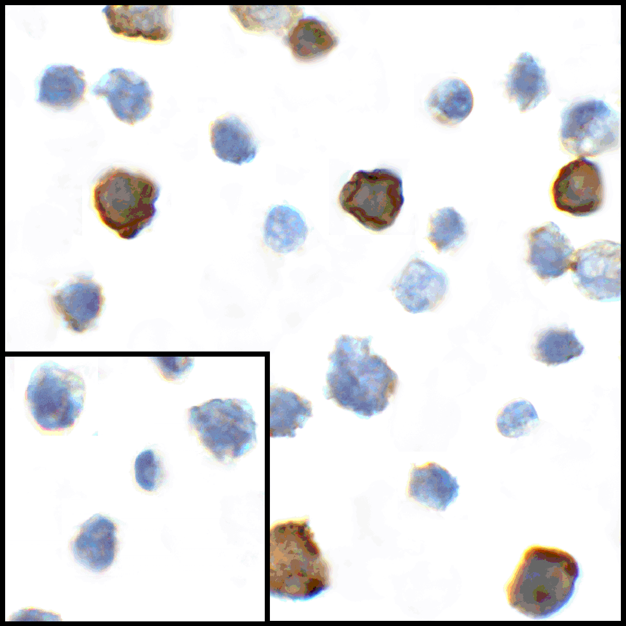 CD80 Antibody [8G12]