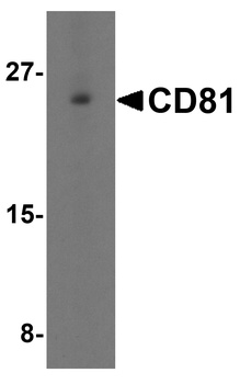 CD81 Antibody