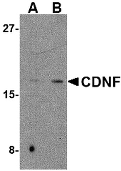 CDNF Antibody