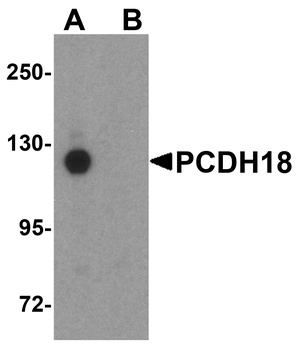 PCDH18 Antibody