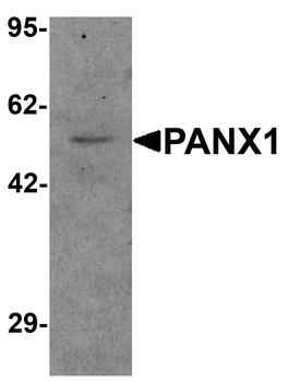PANX1 Antibody