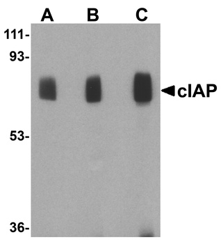 BIRC2 Antibody