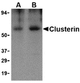 CLU Antibody