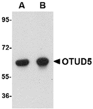 OTUD5 Antibody