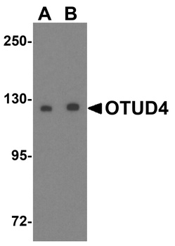 OTUD4 Antibody