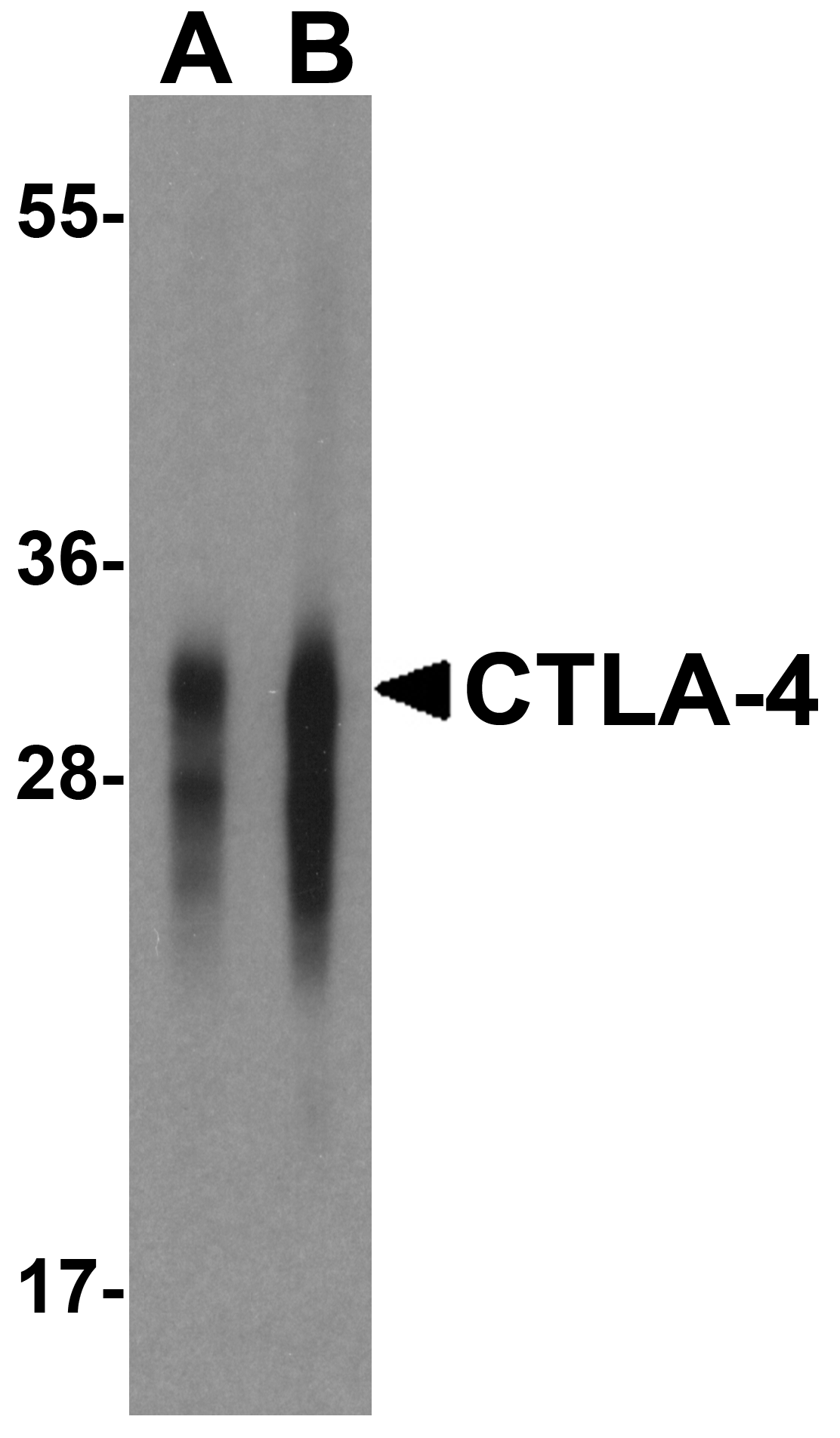 CTLA4 Antibody