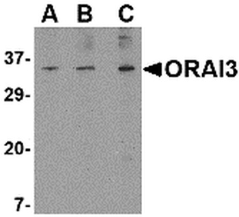 ORAI3 Antibody