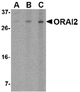 ORAI2 Antibody