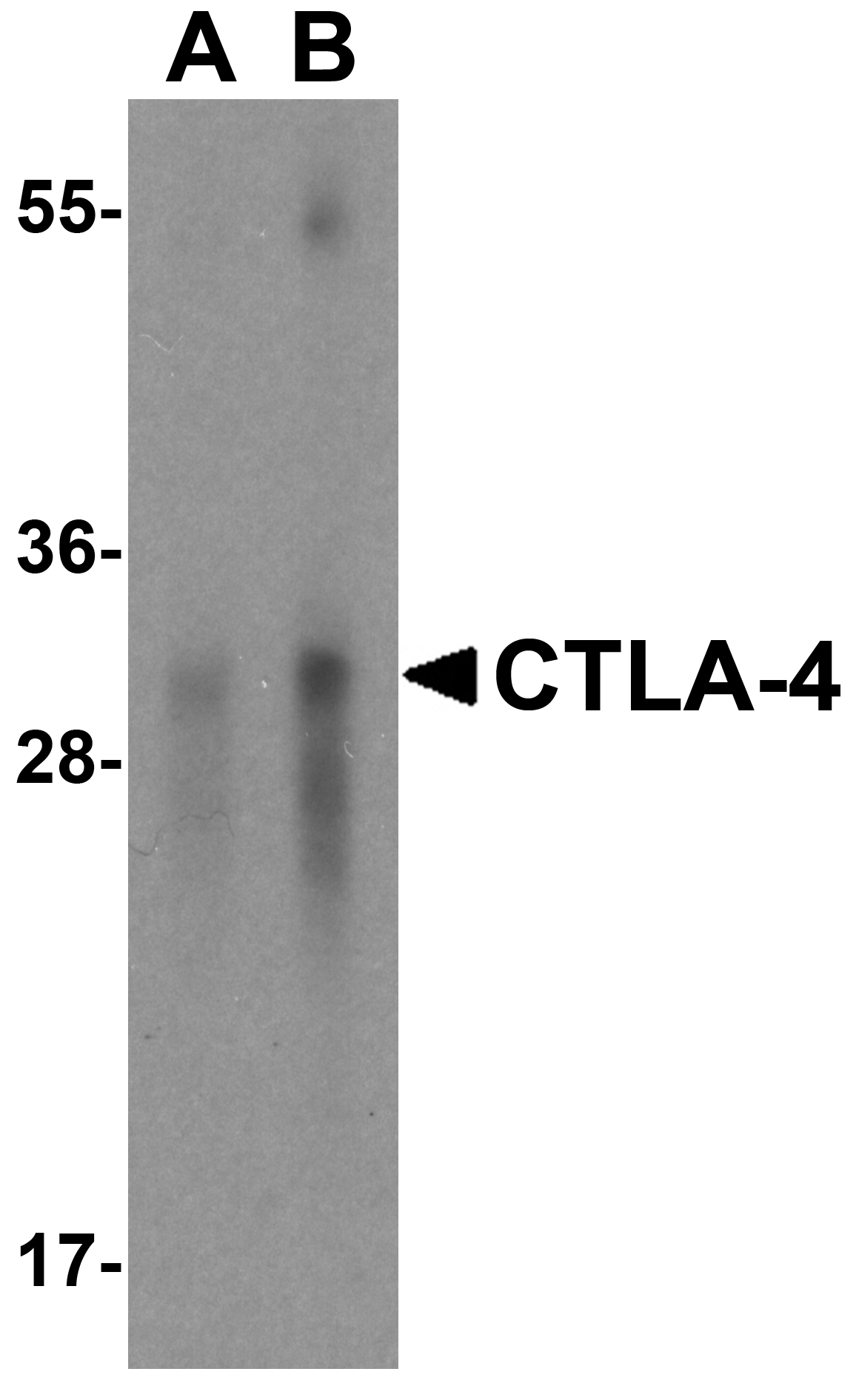 CTLA4 Antibody