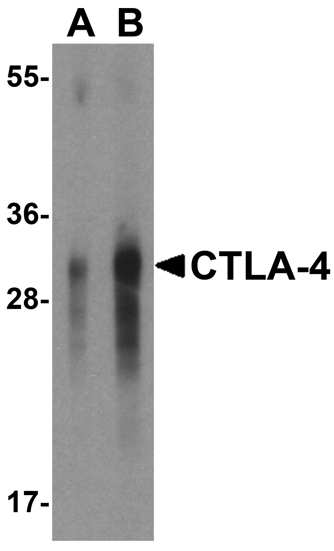 CTLA4 Antibody