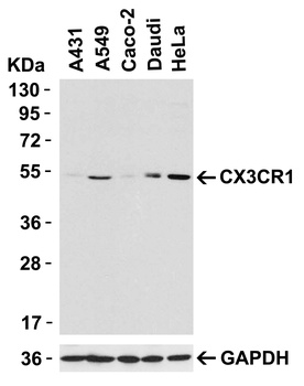 CX3CR1 Antibody