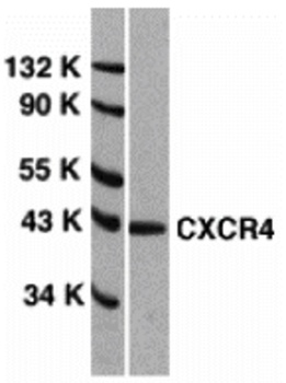 CXCR4 Antibody