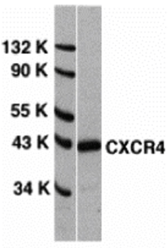 CXCR4 Antibody