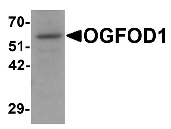 OGFOD1 Antibody