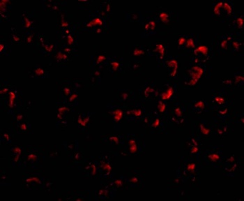 RYBP Antibody