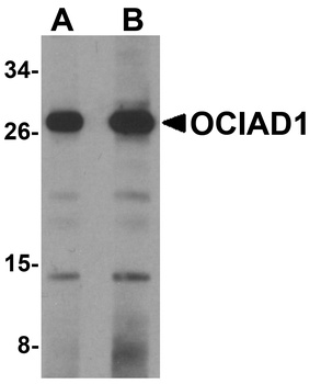 OCIAD1 Antibody