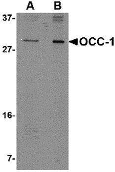 C12orf75 Antibody