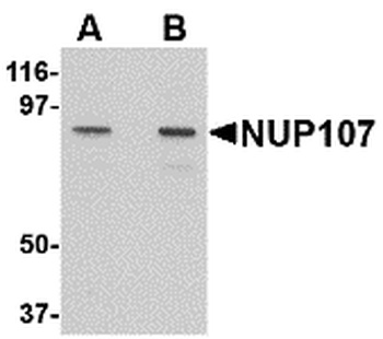 NUP107 Antibody
