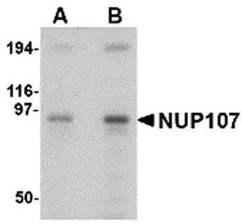 NUP107 Antibody