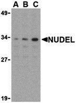Nudel Antibody