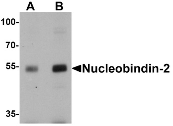 NUCB2 Antibody