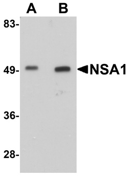 NSA1 Antibody