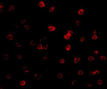 TNFRSF25 Antibody