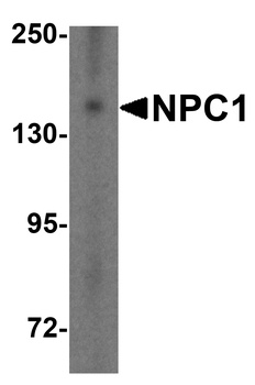 NPC1 Antibody