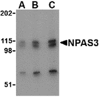 NPAS3 Antibody