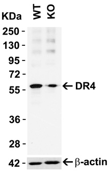 TNFRSF10A Antibody