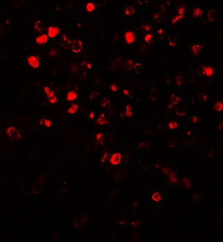 NOX4 Antibody