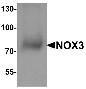 NOX3 Antibody