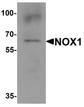 NOX1 Antibody