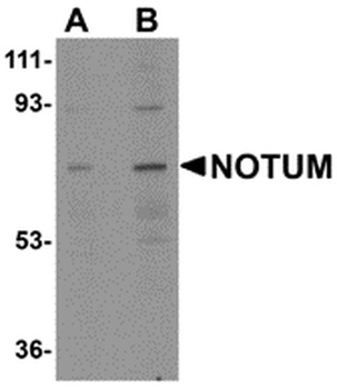 NOTUM Antibody