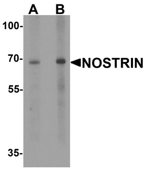 NOSTRIN Antibody