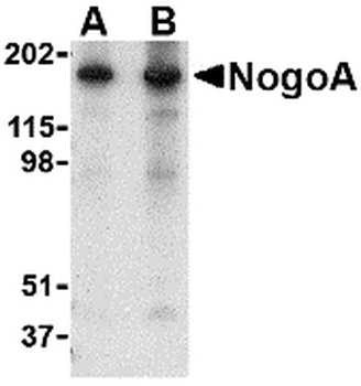 RTN4 Antibody