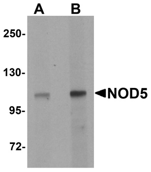 NLRX1 Antibody