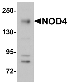 NLRC5 Antibody