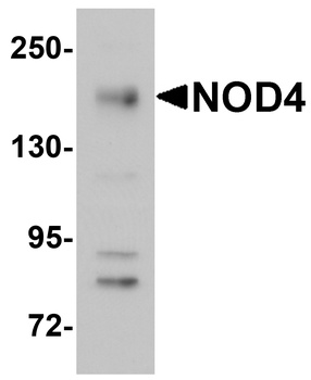 NOD4 Antibody
