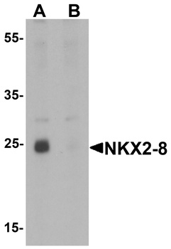 NKX2-8 Antibody