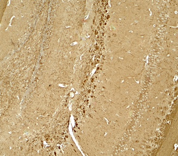 NINJ1 Antibody