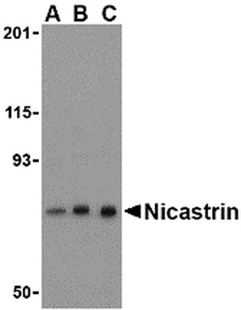 NCSTN Antibody